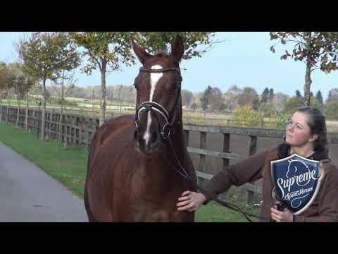 'Debonair' 2020 Stallion by Donier