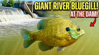 This Dam has BIG Bluegill below it! - Catching GIANT River Bluegill!