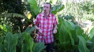 Comment planter un bananier?