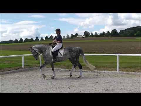 Casanova geb  2008, A Dressur, Sportpferde Stolze