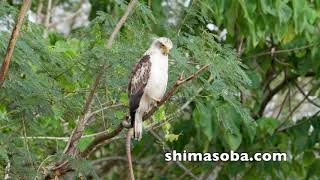 カンムリワシ幼鳥、カタグロトビ、ベニバトほか(動画あり)