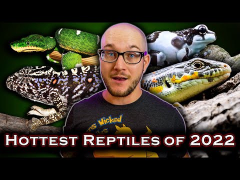 Top 5 Newly Popular Reptiles That Will BLOW UP in 2022