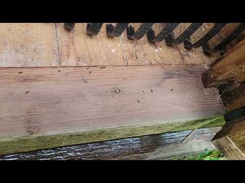 A Large Ant Infestation Found in the Shed in Waretown, NJ