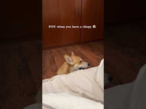 Kimmy’s super clingy😝#dogaffection #dog #funny #doglove #doglover