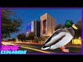 HOW IS THIS DUCK SO BIG?!?! - Internet Explorerz