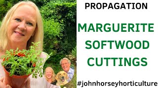 HOW TO TAKE SOFTWOOD CUTTINGS FROM ARGYRANTHEMUMS - GROWING DAISIES