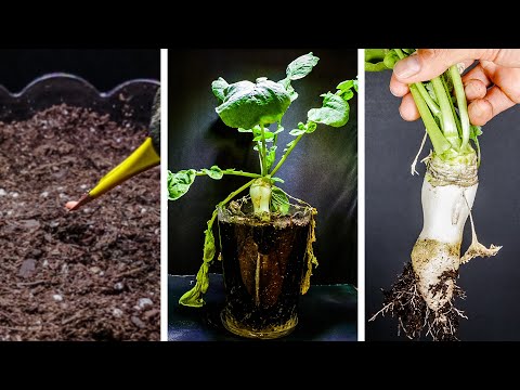 Growing White Radish from Seed to Harvest (35-day Time Lapse)