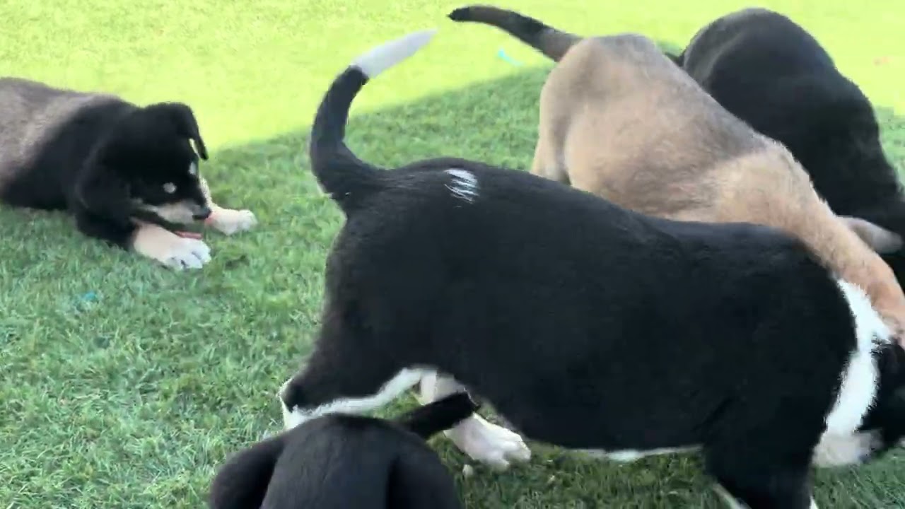 Enlarge BAKER, a ADOPTABLE mixed breed in Wasco, CA video 5/5