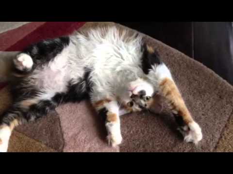 Meet Milli "The cute cat"