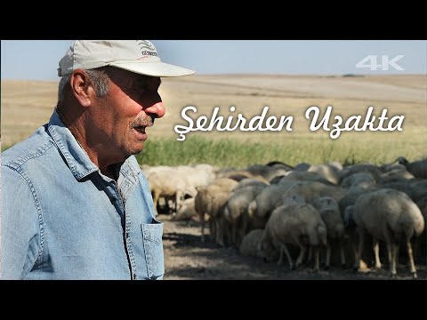 , title : 'Şehirden Uzakta Bir Hayat | 20 Yıllık Çobanın Koyun Sevgisi | Belgesel'
