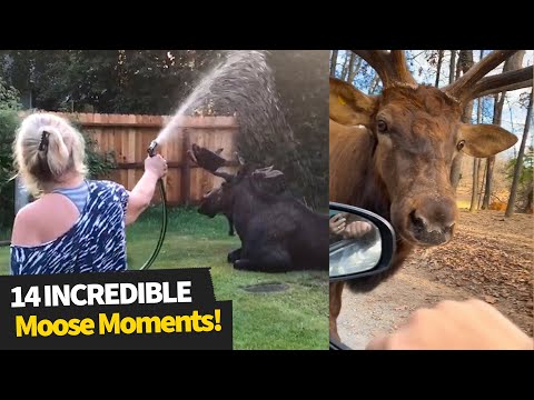 The Best Moose Moments Caught on Camera