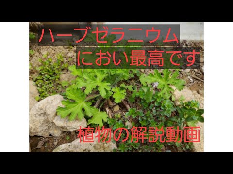 ゼラニウム用の天然肥料