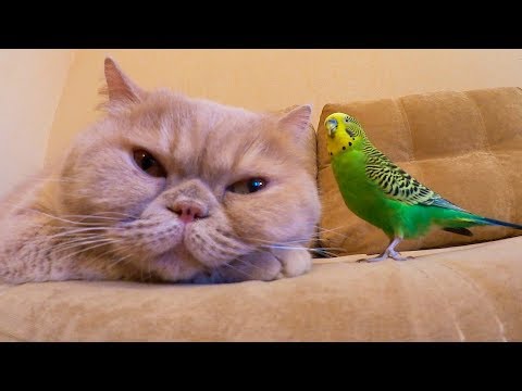 Marsik the cat and Kesha the bird funny animals friends😊