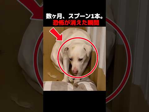 数ヶ月、スプーン1本。恐怖が消えた瞬間 #保護犬,#捨て犬,#動物保護,#犬のいる生活,#保護活動,#犬好きな人と繋がりたい,#感動話,#犬のしつけ,#里親募集,#動物愛護,#涙が止まらない,#ペット
