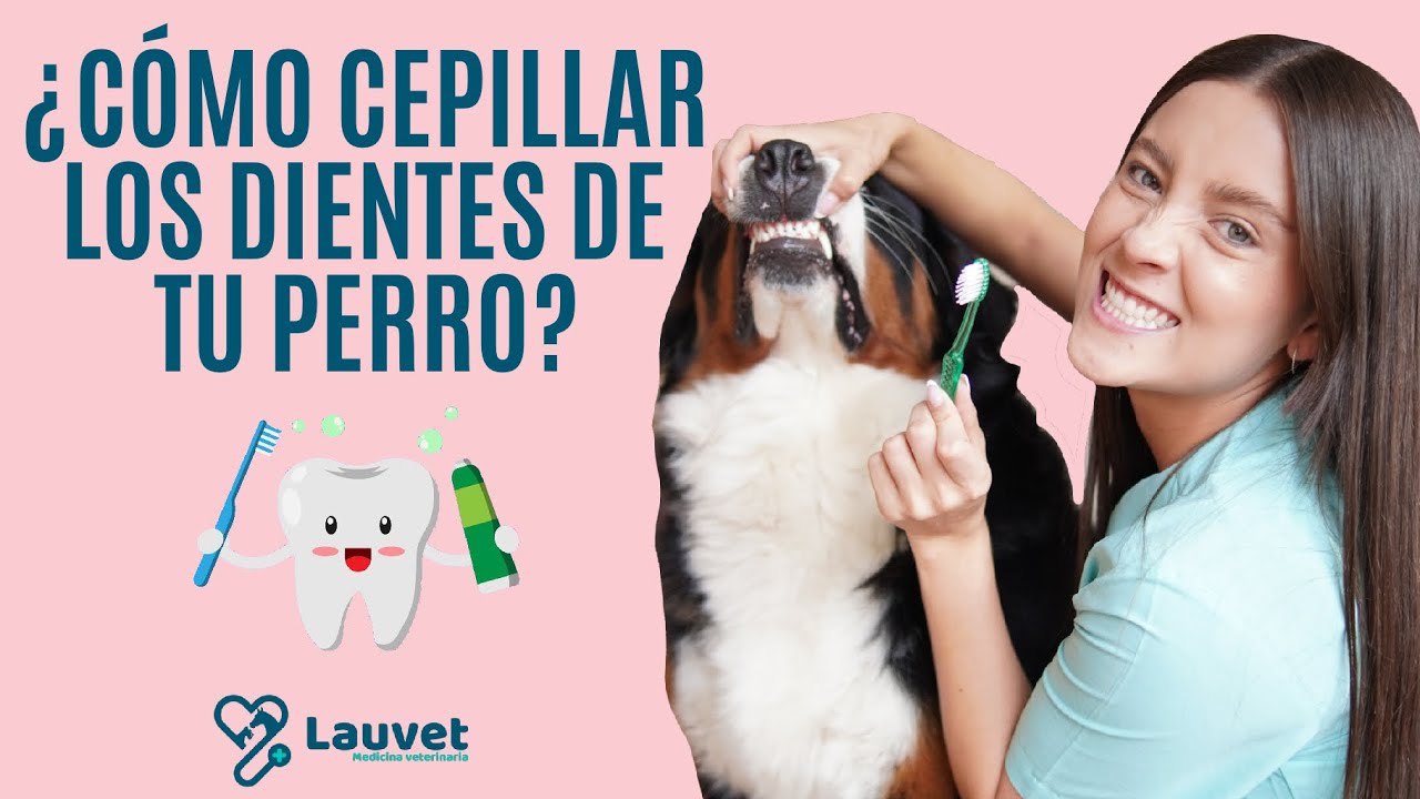 ¿CÓMO CEPILLAR LOS DIENTES DE MI PERRO | ¿Por qué es importante - Lauvet