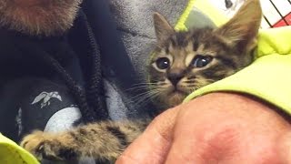 Kitten Trapped in Storm Drain Rescued after 33 Hours!
