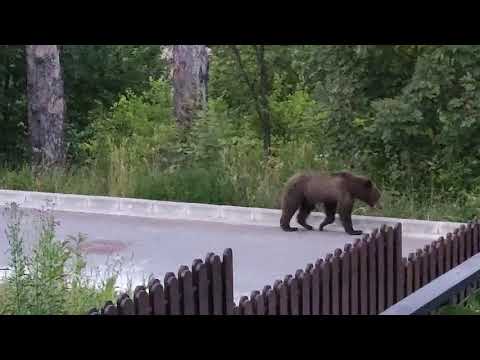 Brown bear in Predeal