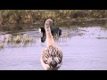 Chilean Flamingo Chileense Flamingo Phoenicopterus Chilensis