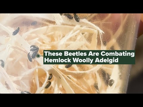 Combating Hemlock Woolly Adelgid with Laricobius Beetles