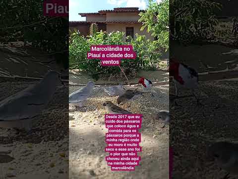 marcolândia Piauí, a cidade dos ventos #music #vento