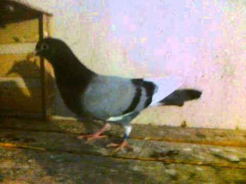 Pellumbat e Kosoves Vlladika Javri 2015 Xherdanli