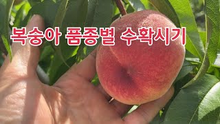 복숭아 품종에 따라 수확시가 다르다