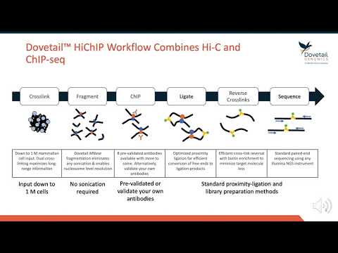 DOVETAIL GENOMICS HiChIP