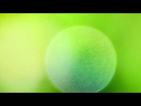 Hino e Oração ao Chefe das Falanges Celestiais - Arcanjo Miguel