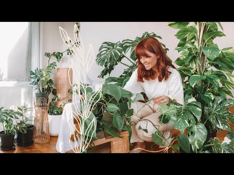 make your house plants thrive 🌿indoor plants care tips & hacks
