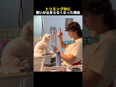トリマーが笑いすぎて仕事にならないワンちゃん✂️