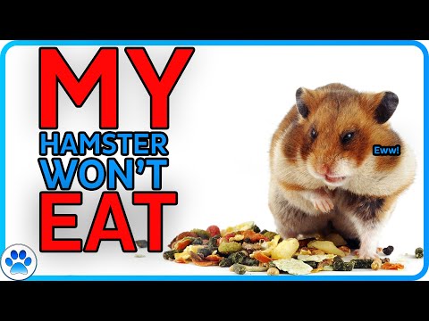 Why Is My Hamster NOT EATING Their Food Mix?