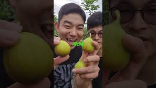 무화과 보관법(꿀팁까지)🍓🫐🥝🍅