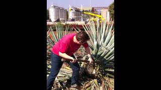 At Casa Herradura, musician Boz Boorer puts down the axe and picks up the coa