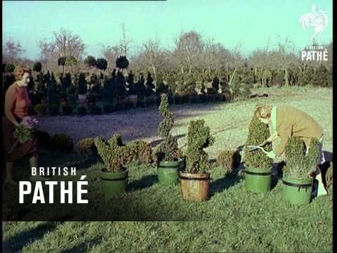 Topiary Nursery (1960)