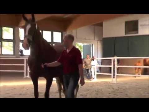 Stutfohlen von Hochadel - Abanos Prämienfohlen 2016