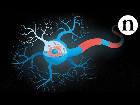Inside ALS: Die Neuronen hinter der Krankheit