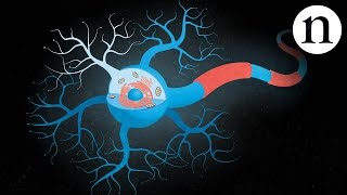 ALS: What You Need to Know