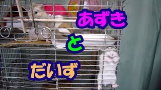 だいず(1階)とあずき(3階)　だいず多め