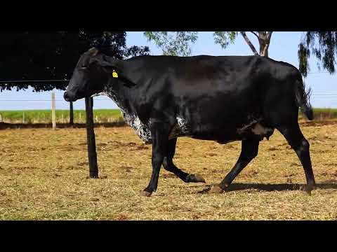 PRENHA DE EMBRIÃO - UNISA VILLEFORT - 2786-AX - 1/2 HOL X 1/2 GIR