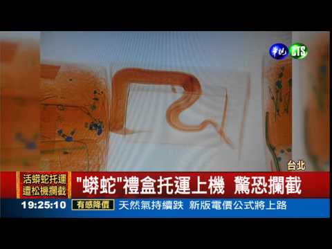 "蟒蛇"禮盒托運 松機驚攔截