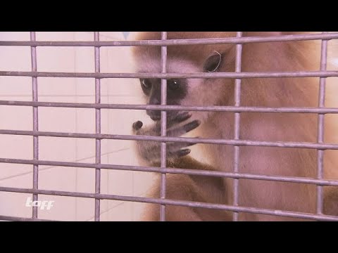 Tierquälerei im Verborgenen: Der Handel mit süßen Äffchen in Deutschland