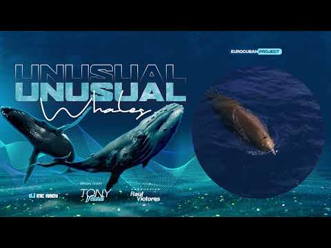 Unusual Whales & Eurocuban Project