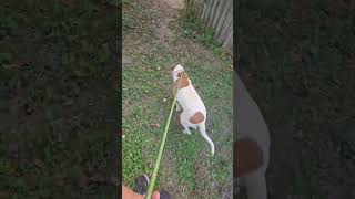 Video preview image #1 Mutt Puppy For Sale in Jackson, MS, USA