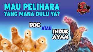 Download lagu Should You Keep Broodstock or DOC (Chicken Seedlings) First? | SPECIAL INFORMATION FOR BEGINNER F... mp3
