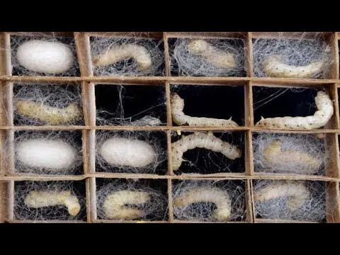 How Japanese Farming Million of SilkWorm for silk - Silk cocoon harvest and process in Factory
