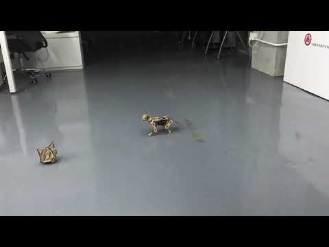 Unleash Your Inner Cat Scientist | Programming Fun with the Petoi Nybble | PetoiCamp