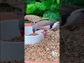 Longtailed Finch Aviary Birds