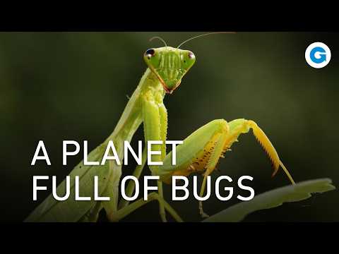 1.4 billion insects per person: Let’s take a look at them, up close!