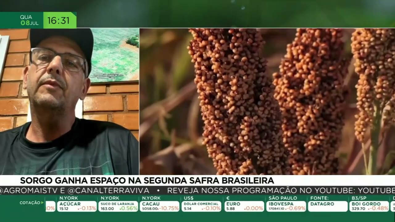 Sorgo ganha espaço na segunda safra brasileira