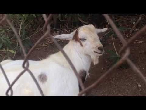 Toffee Toes - Recording Ep at Kibbutz Amir